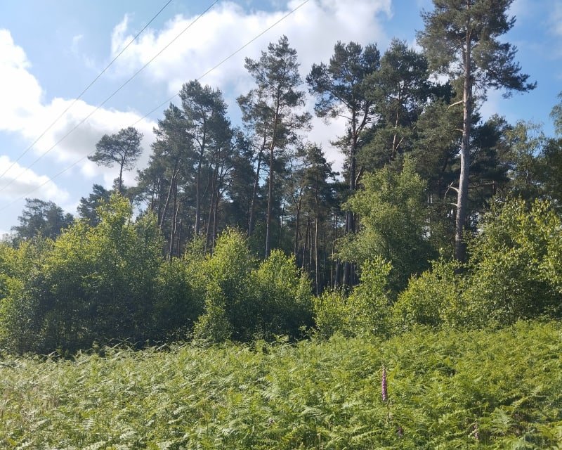 Forêt Saint Etienne du Rouvray - Saint-Étienne-du-Rouvray