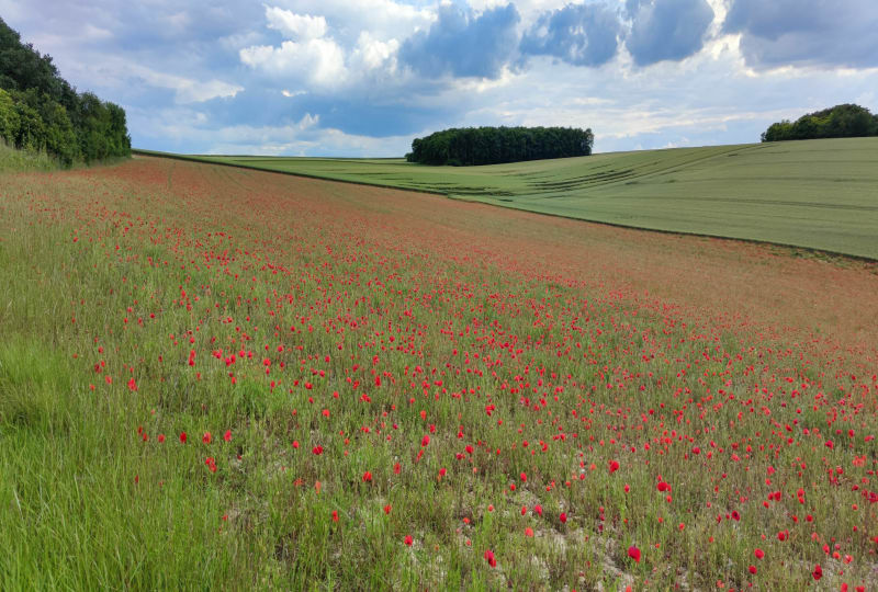 Depuis le chemin de la tour Sergines - Sergines