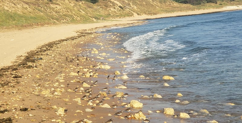 Balade en bord de plage à l'île d'Oléron - Saint-Pierre-d'Oléron