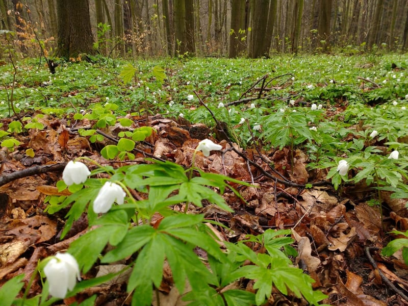 Park Repecki i Stare Repty – poznaj historie regionu i ciesz się bliskością przyrody - Tarnowskie Góry