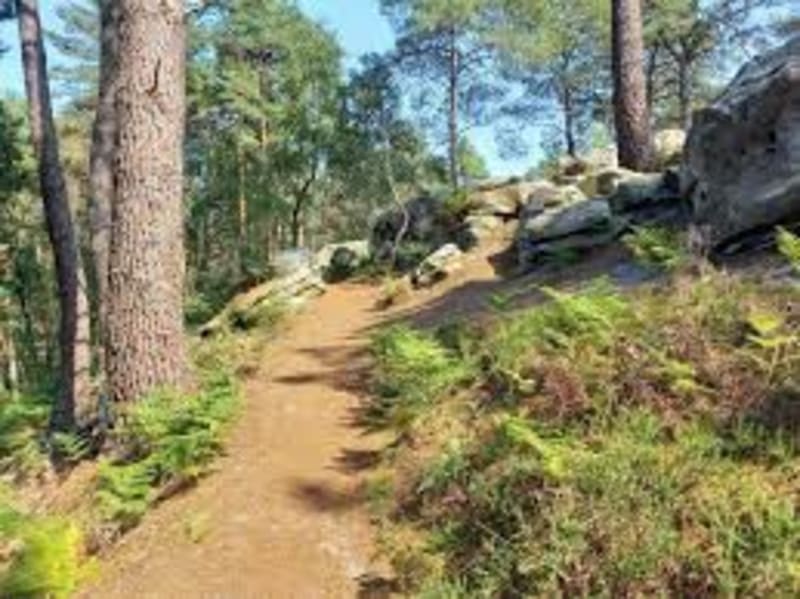 Downhill et balade en forêt domaniale - Moret-Loing-et-Orvanne