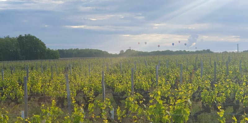 Au milieu des vignes d'Husseau - Montlouis-sur-Loire