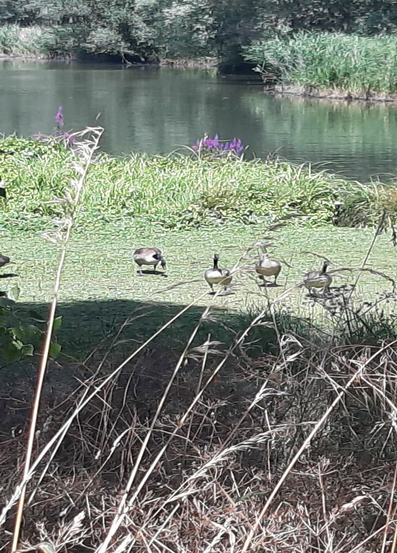 Du lac de Gravigny en passant par le pont des templiers - Longjumeau