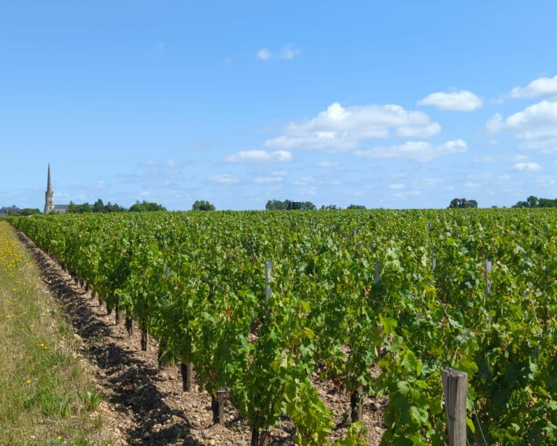 Entre estuaire et vignes - Saint-Julien-Beychevelle