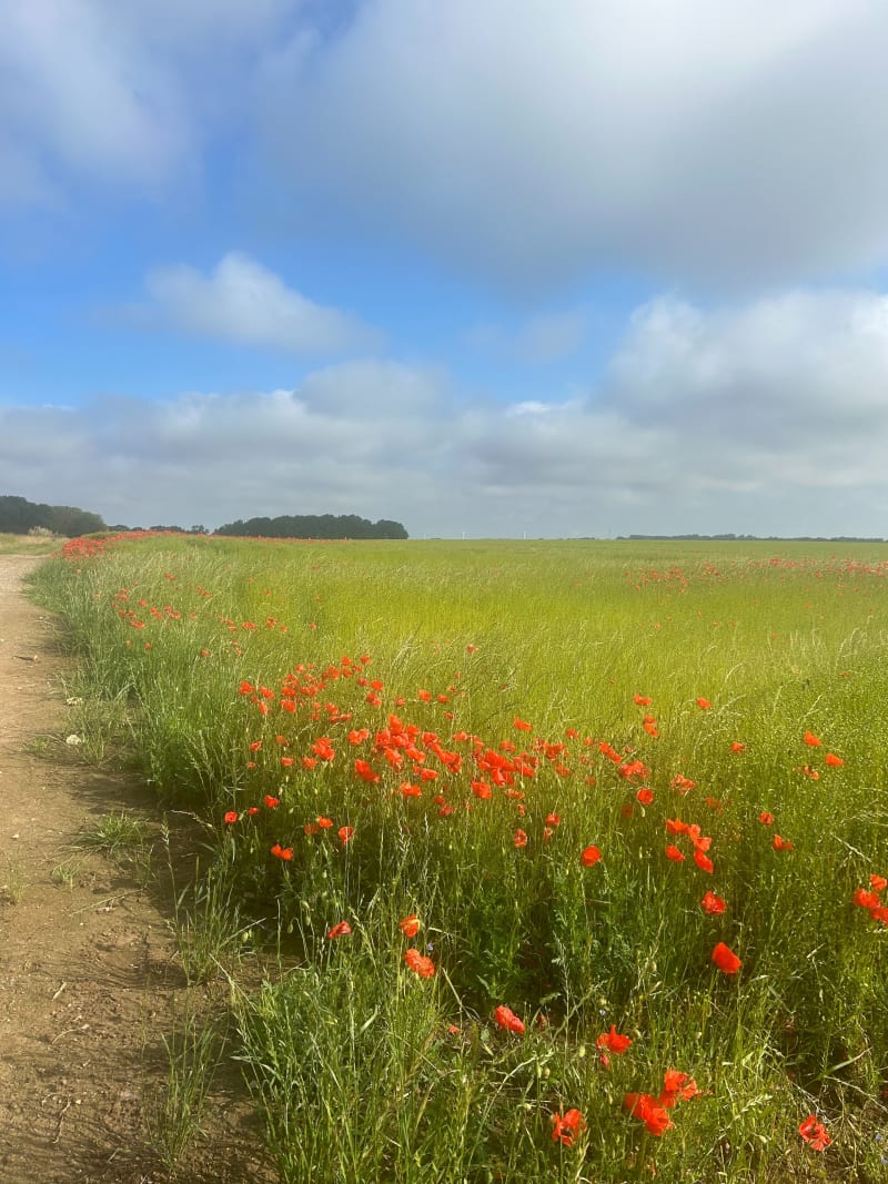 Randonnée proche de Doudeville - Doudeville