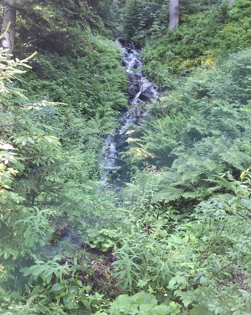 Petite randonnée bois du Croe - Cohennoz