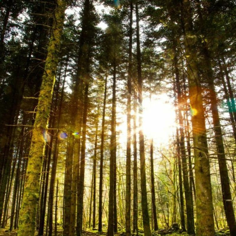 Balade dans les bois de Grattery - Grattery