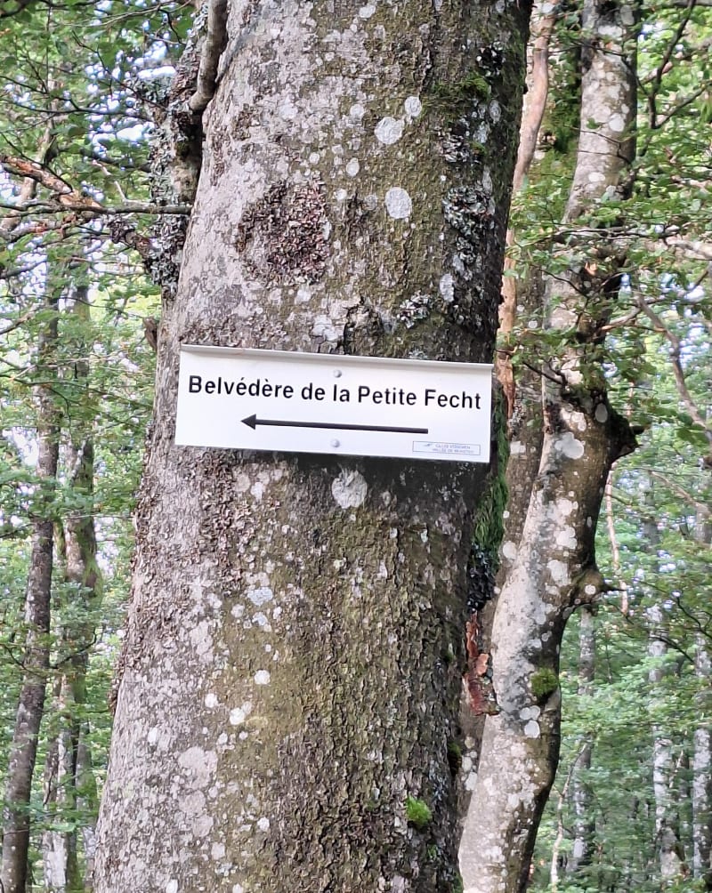 Col de la schlucht vers le honeck. - Le Valtin