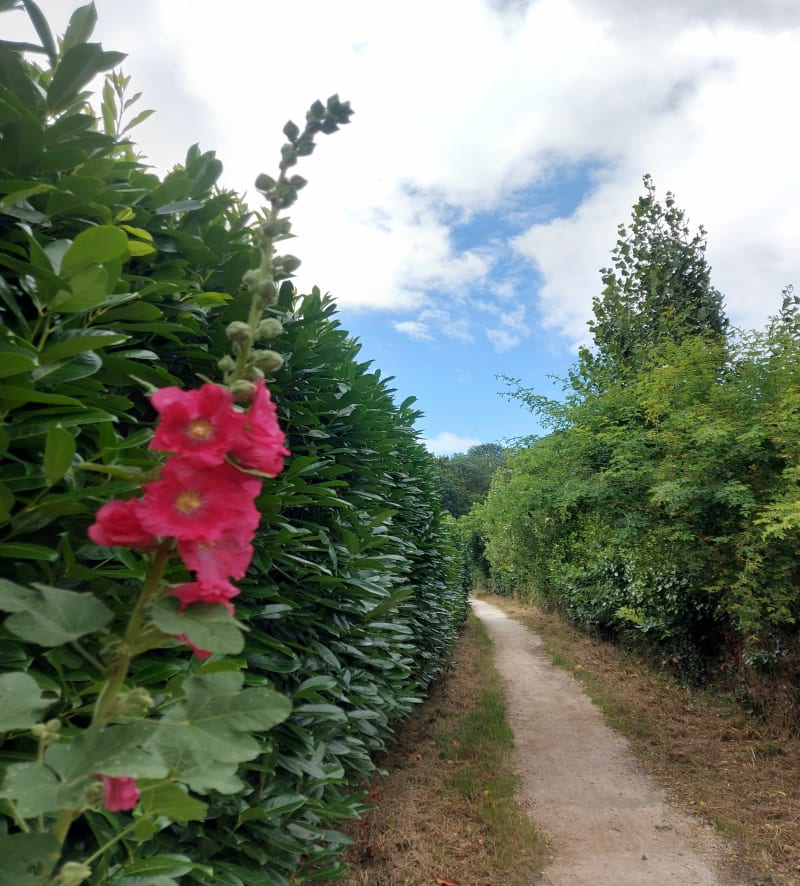 P'tite marche en sous bois des Clayes. - Plaisir