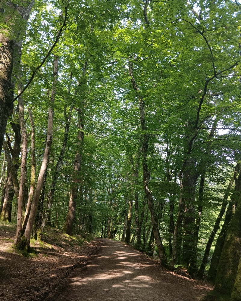 Balade en Forêt des Loges - Saint-Priest-sous-Aixe