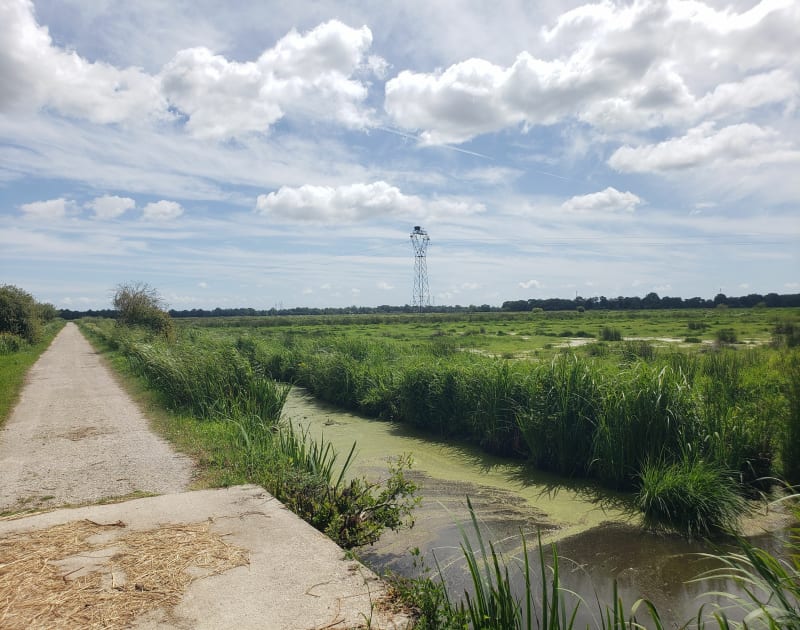 Marais du Syl - Savenay