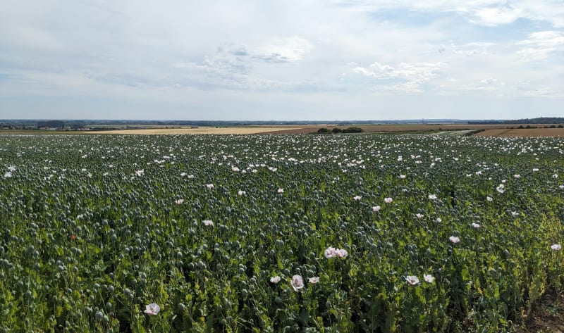 Guînes Forêt Domaniale - Guines
