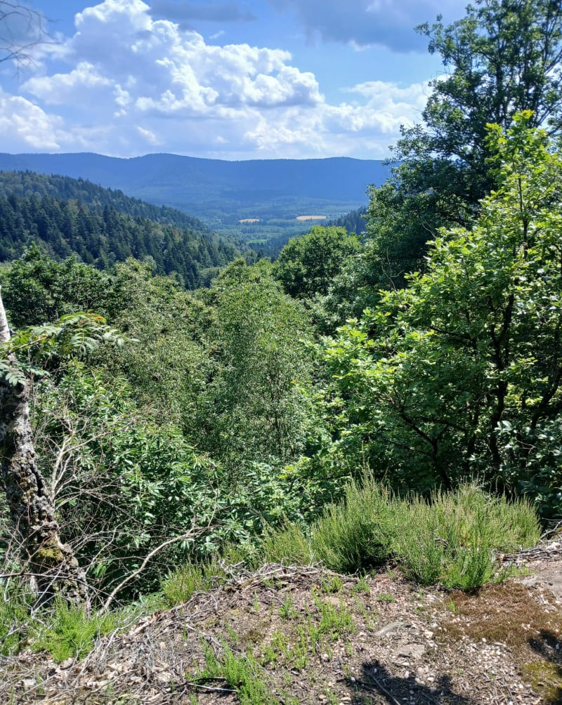 La Chapelotte entre les tranchées de 14-18 (sentier balisé) - Angomont