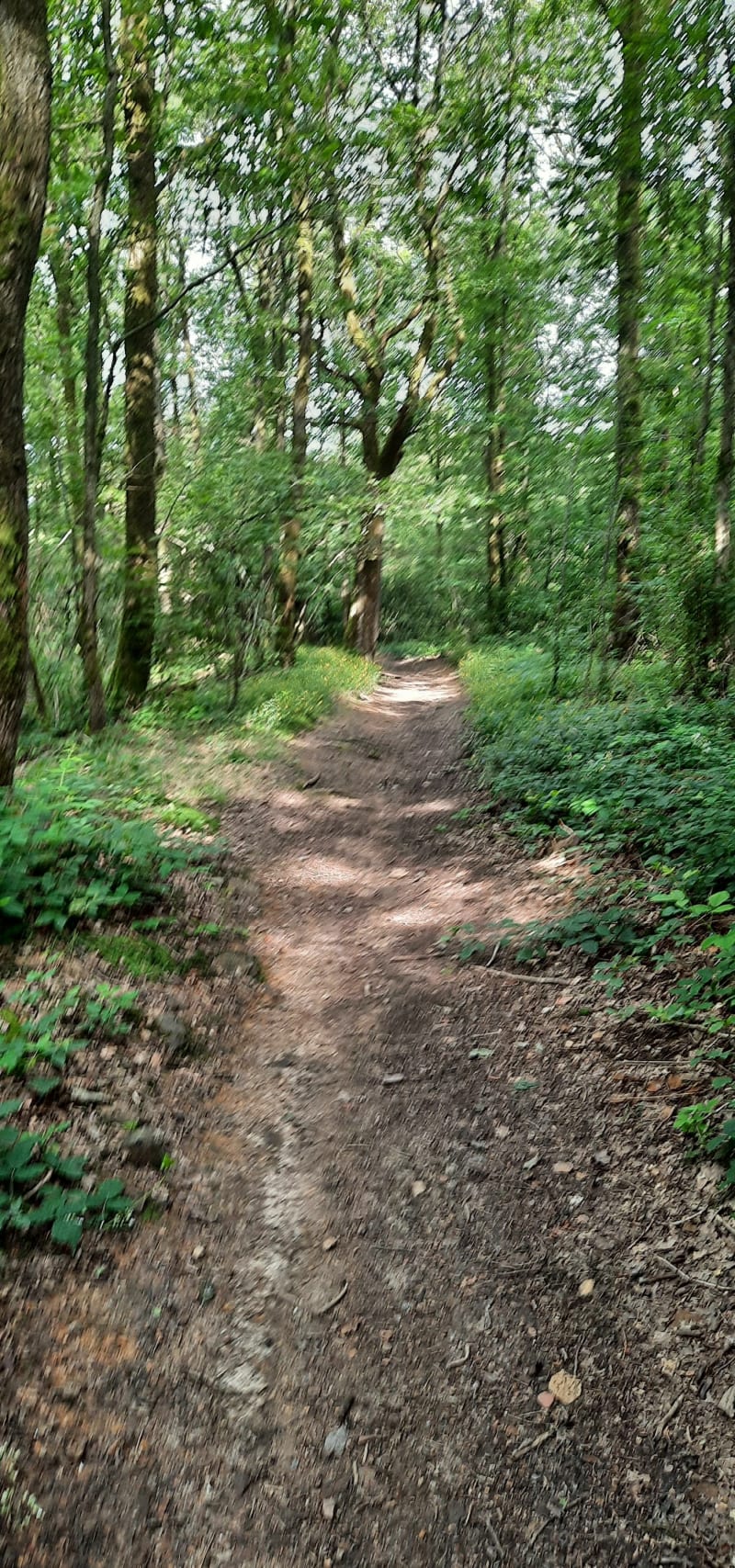 Randonnée entre bois et voie verte à Haybes - Haybes
