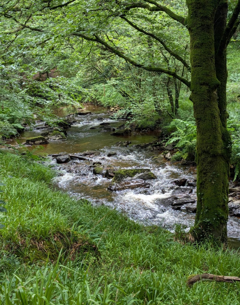 Forêt du Nivot Loperec - Lopérec