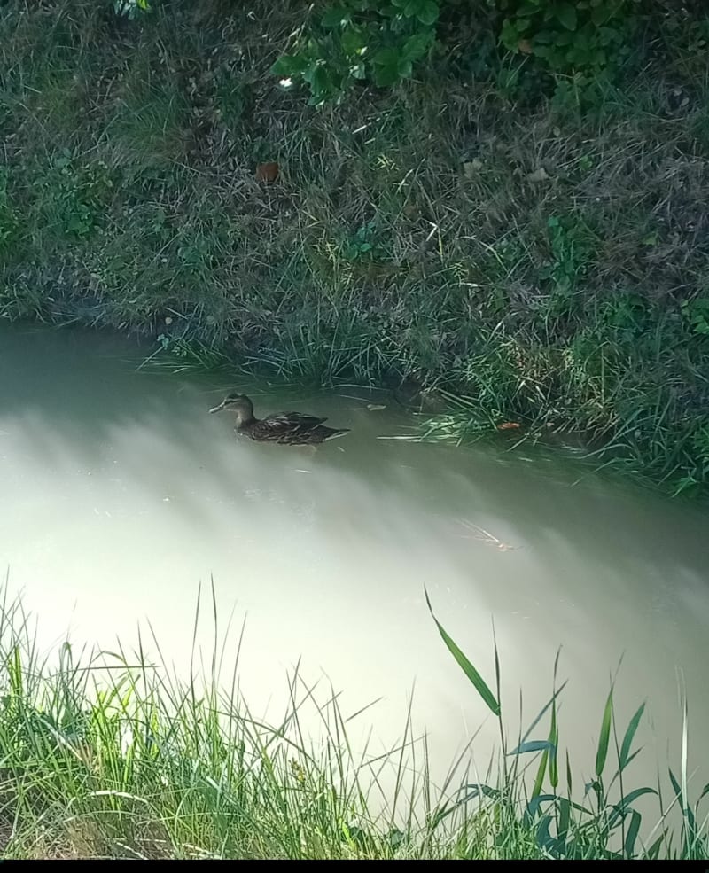 Le long du canal d'Eyragues - Eyragues