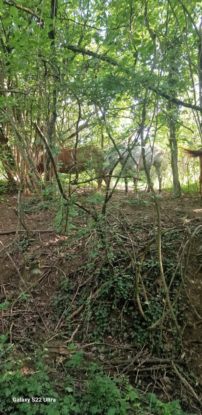 La chapelle de Marange et ses vignes - Pierrevillers