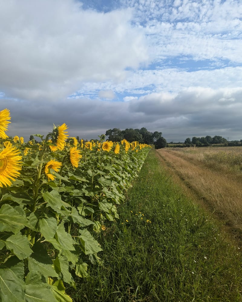 Jonzac entre champs et forêt - Plassac
