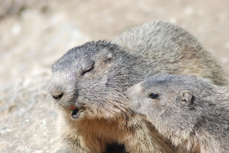 Visite des marmottes - Châtillon-en-Diois
