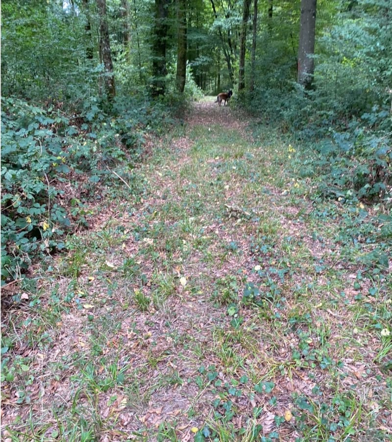 Balade dans le Bois Fleury - Fleury-devant-Douaumont