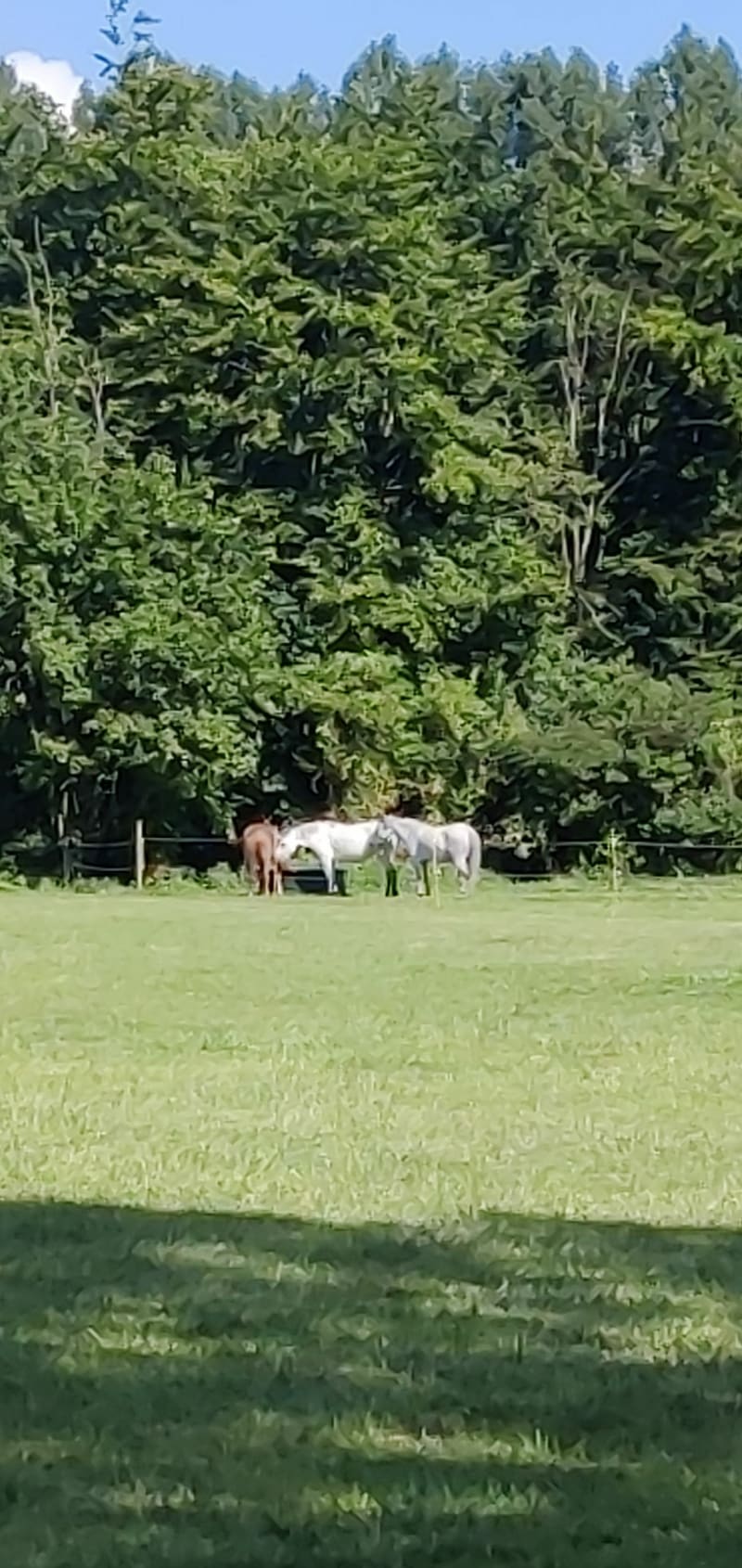 Bois de Noyelle depuis Hellemmes - Lille