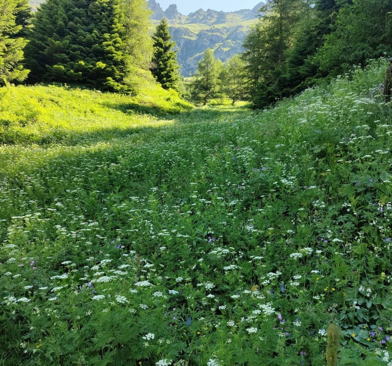 Montée au Col des Vachers - Saint-Firmin