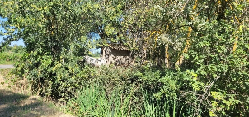 Balade Portiragnes à travers Champs jusqu'au pont de Caylus - Portiragnes