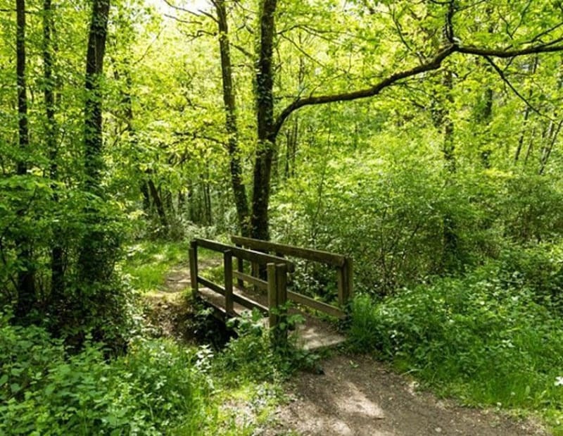 Balade en Forêt de l'Hébergement - Essarts-en-Bocage