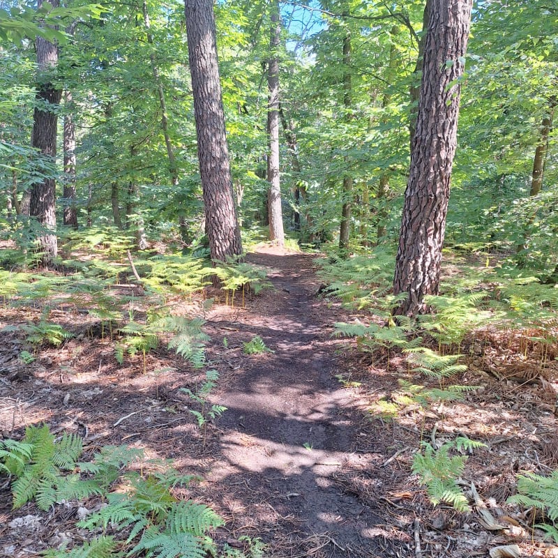 Boucle chemins et sentiers dans les bois de Changé - Le Mans