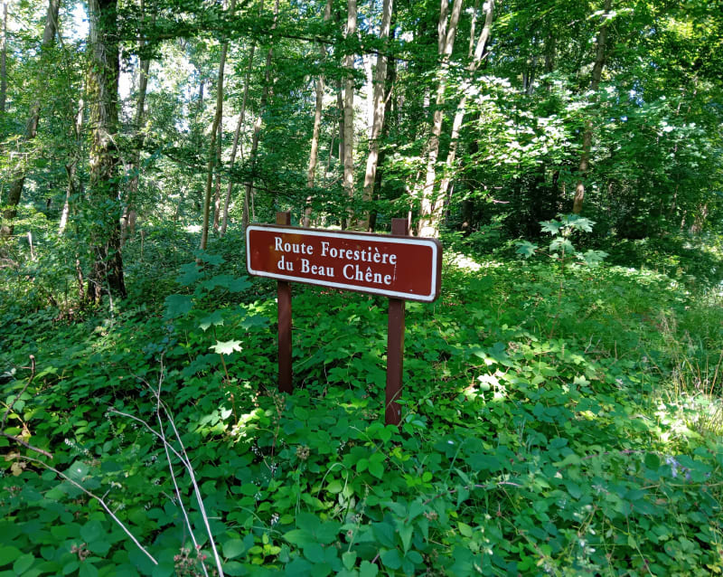Forêt dominicale du Bois du Parc - Le Mont-Saint-Adrien
