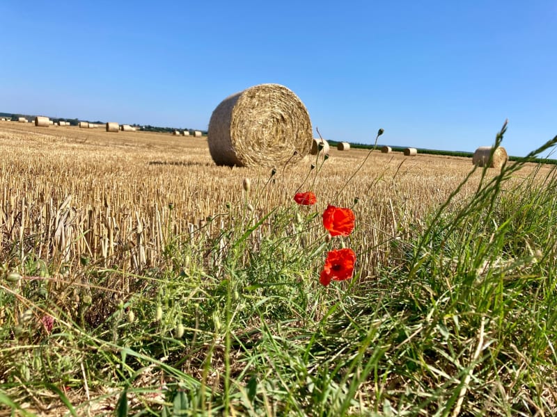 De la plaine céréalière au Pont du Coudray via la Guigne - Amayé-sur-Orne