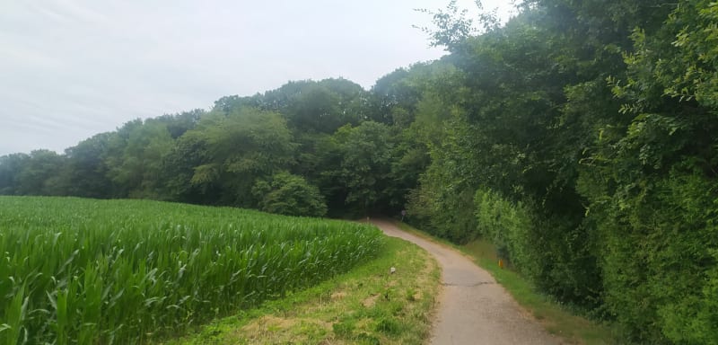 Balade dans la forêt de Plaisir - Plaisir