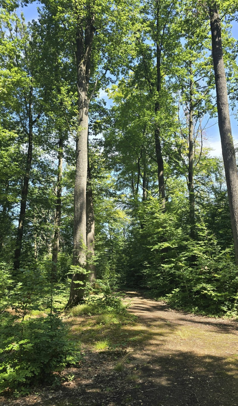 Forêt de Louveciennes - Bougival