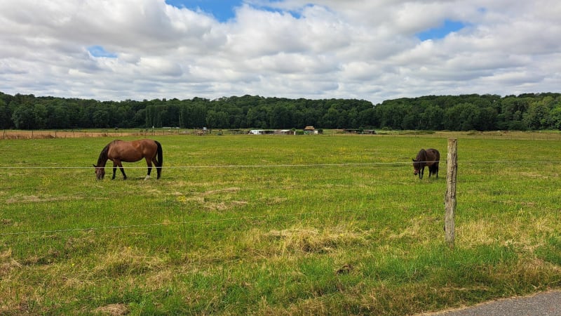 Tour simple, passage au Château Manceau avec ses daims - Roissy-en-Brie