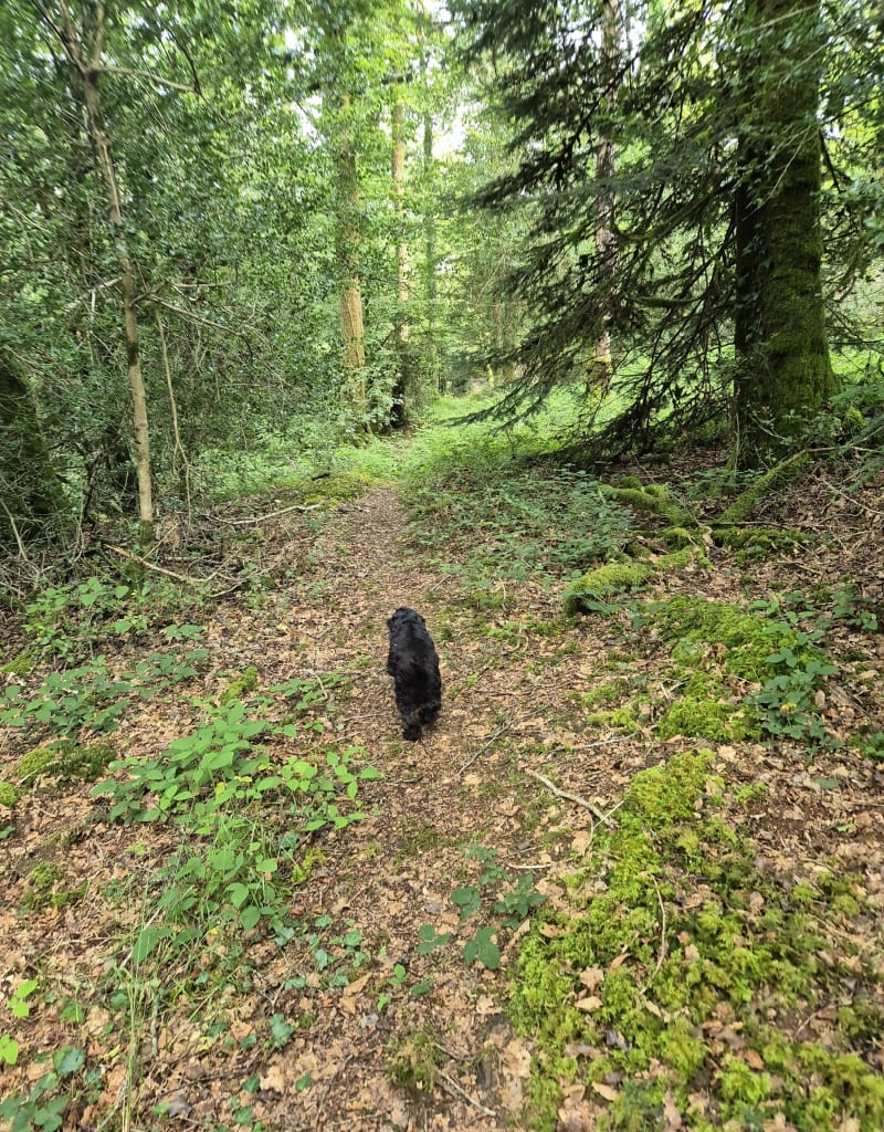 Balade dans la  Forêt du Cranou - Le Faou
