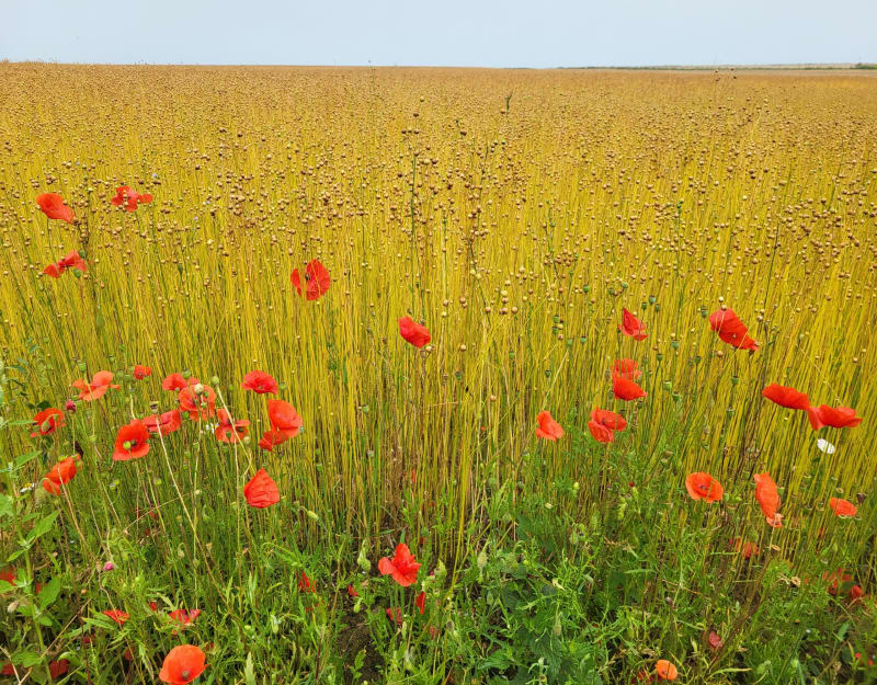Veulettes-sur-Mer, Petites Dalles, Grandes Dallles - Veulettes-sur-Mer