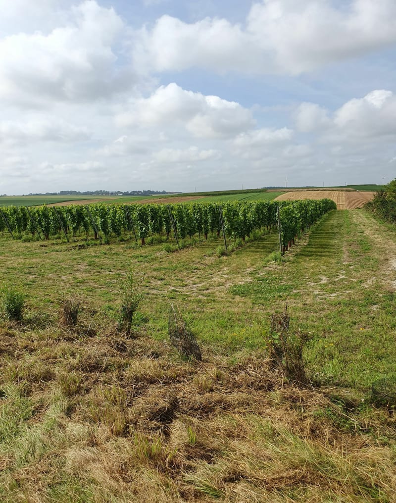 Rando Sud Artois - Ervillers