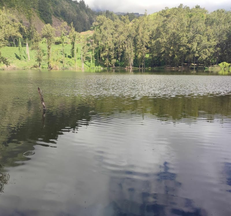 La mare aux poules d'eau. - Salazie