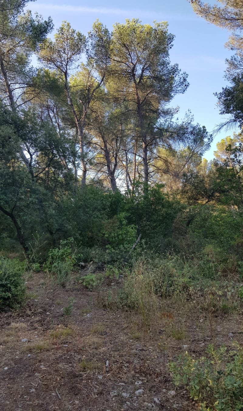 Canal - Cochon - Petite pourcelle - Gardanne