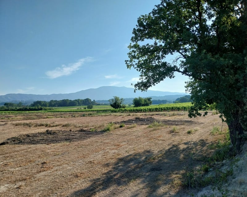 Entre vignes et oliviers au pied du Ventoux - Mazan