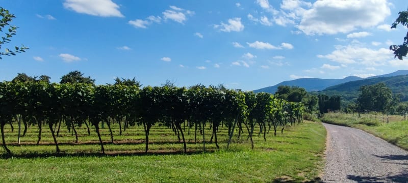 Autour de Rosheim, les vignes, Boersch, voie verte - Rosheim
