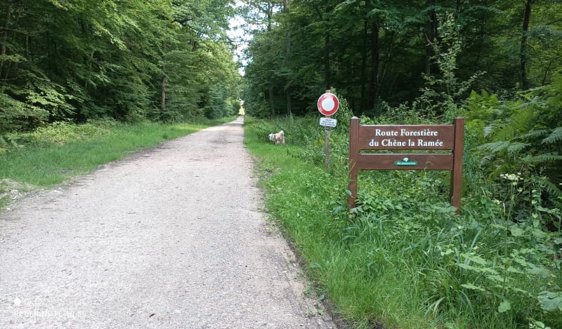 Balade forestière à Romery - Hautvillers