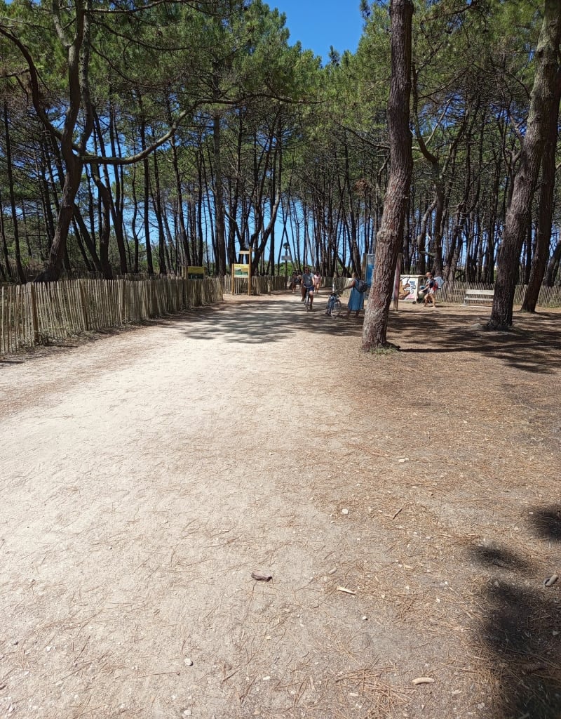 Plage des Viviers jusqu'au grand pont de la Salie - Biscarrosse