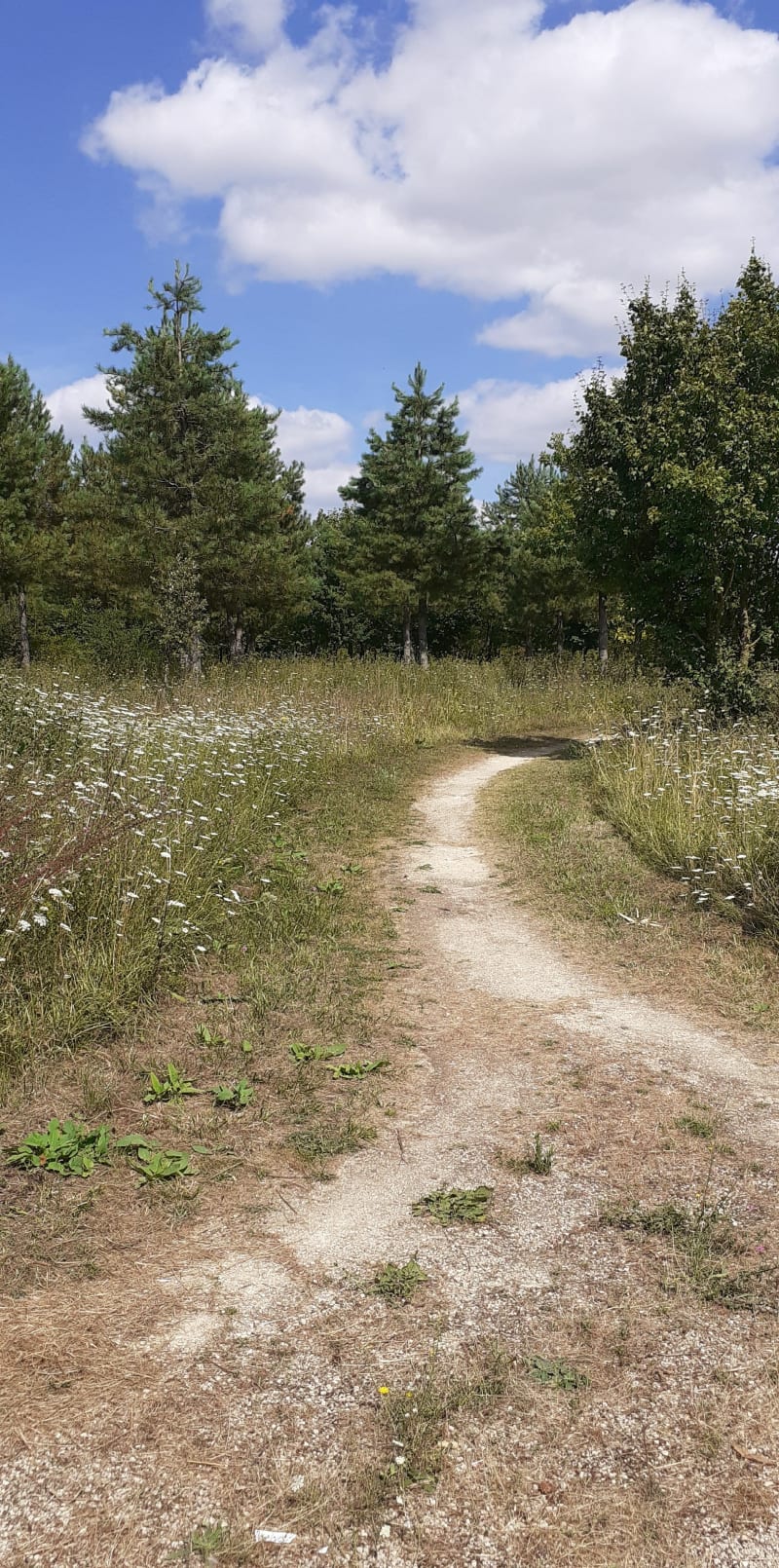 Dans les champs entre Jaunay-Clan et Louneuil - Jaunay-Marigny