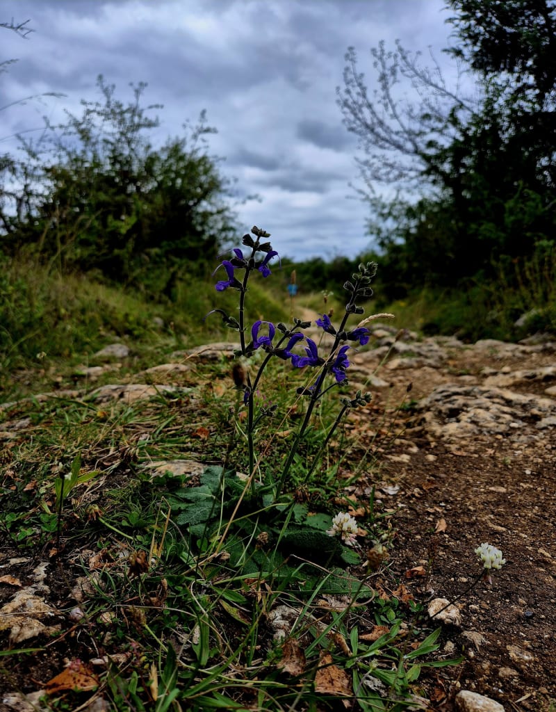 Boucle sur les hauteurs de Magnac - Magnac-sur-Touvre