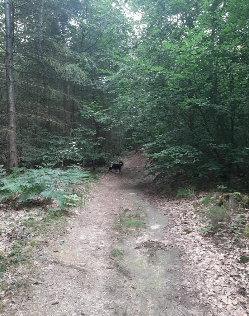 Petite rando dans les bois de Saint Sernin - Saint-Sernin-du-Bois