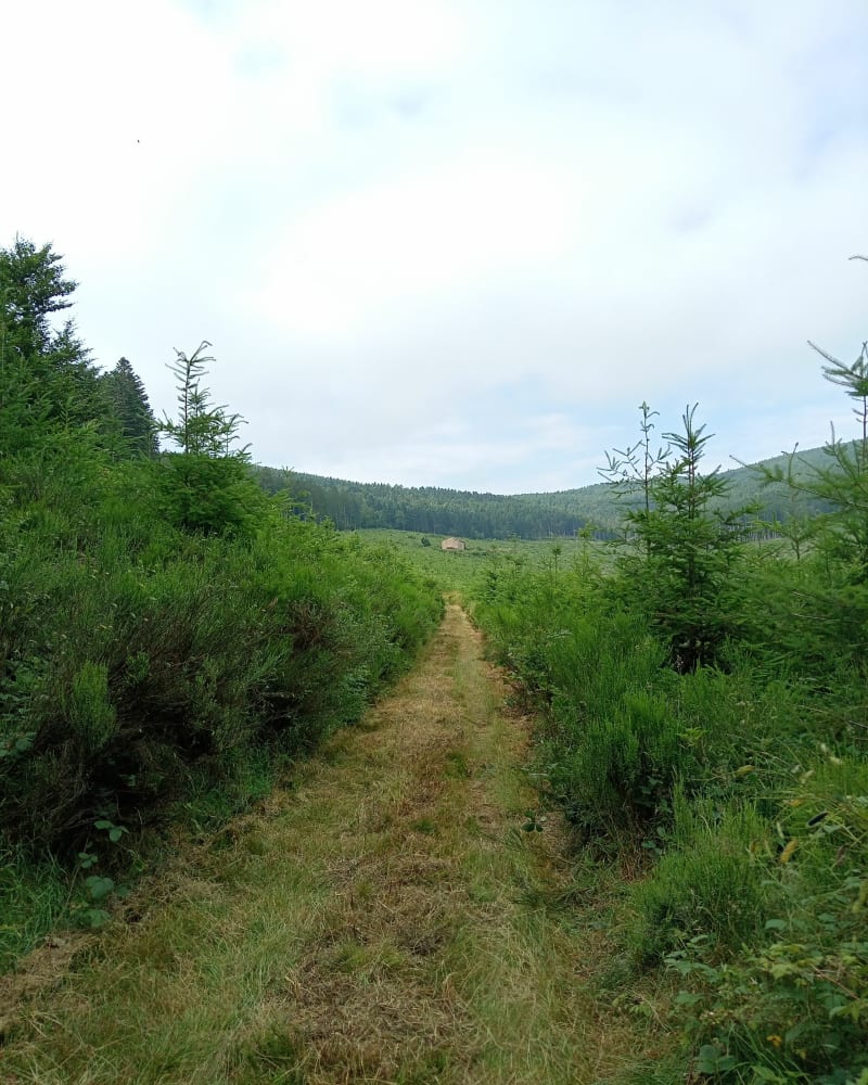 Pinols entre bois et champs - Pinols