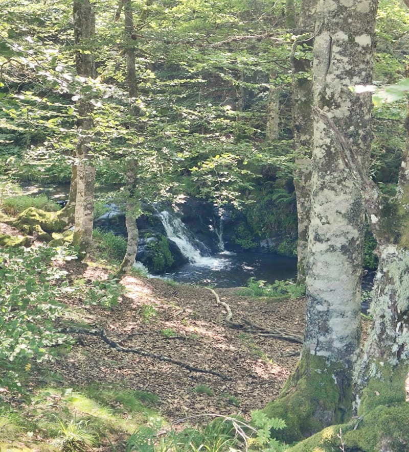 Balade via le bois de Domais - Picherande