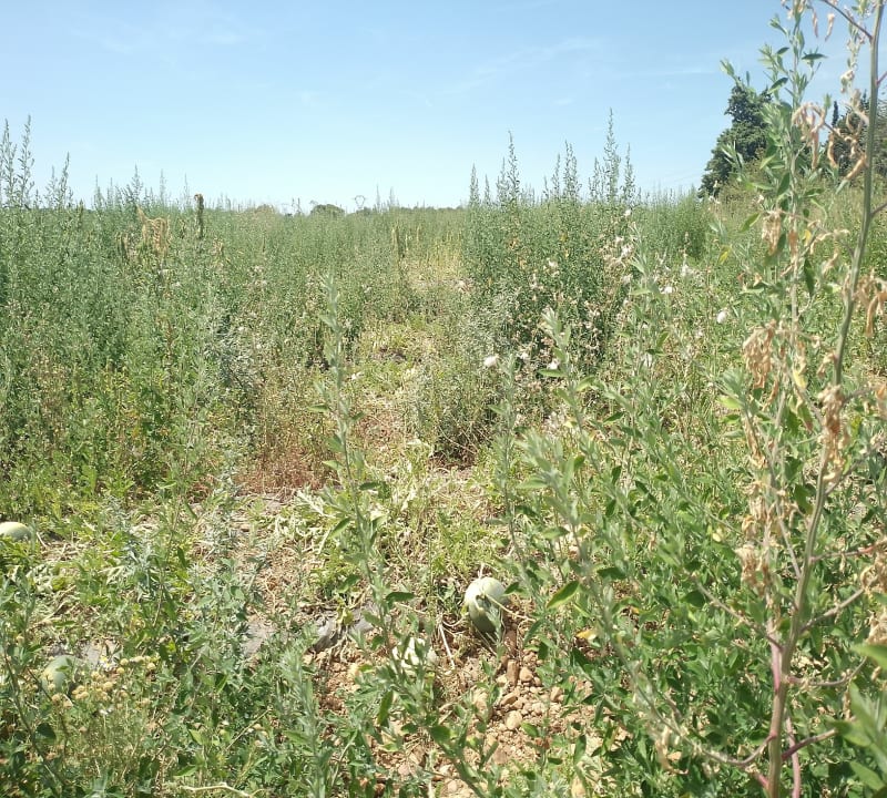 Boucle Baillargues et garrigue - Baillargues
