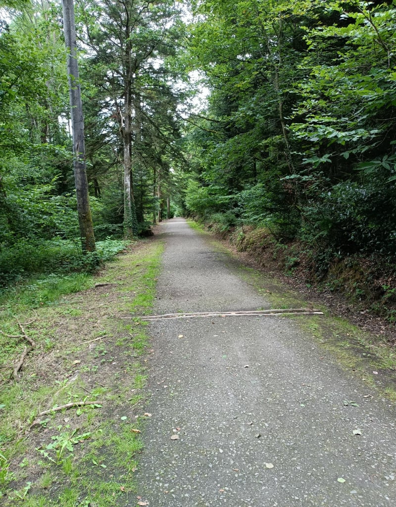 Balade dans le bois de Plédran - Plédran
